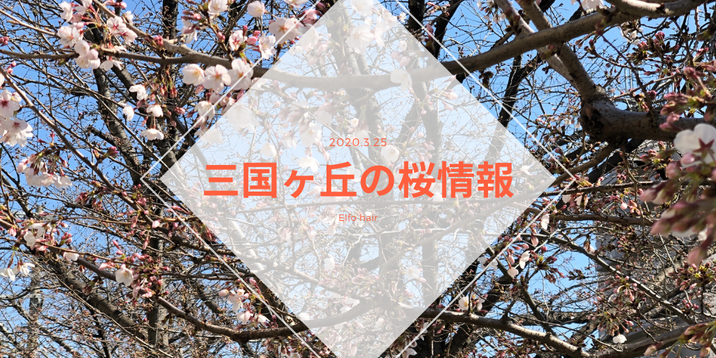 JR三国ヶ丘駅周辺の桜の開花チェックしてきました🌸